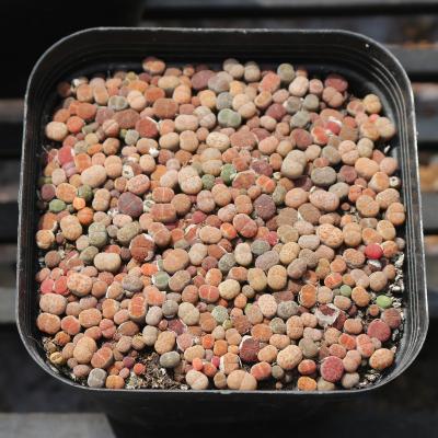 China Succulent plant Lithops living flower 10*10cm home lithops fine raw stone seed mix color pot for sale