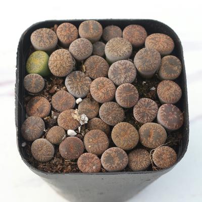 China Low price home bonsai direct selling lithops ssp pseudotruncatella succulent plant Lithops for sale