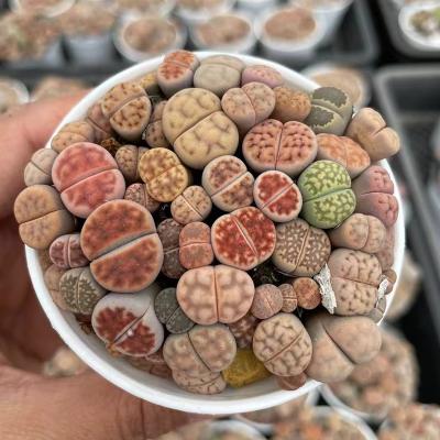 China Lithops 6.2cm pot home plant pot color mix direct selling small price bonsai succulent Lithops for sale