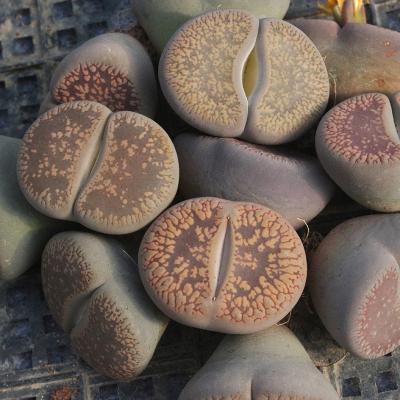 China Large Home Lithops 4-4.5cm aucampiae Wholesale Lithops For Nursery Natural Succulent Plant for sale