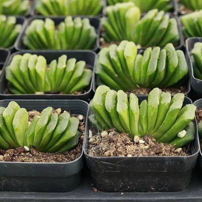 China Garden Decoration Artificial Succulents Mini Potted Succulents Faux Succulent Plants For Flower Arrangements for sale