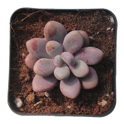 China Best Peach Succulent Egg Plant Wholesale Indoor Live Plants For Home Decor Indoor Plants 5cm for sale