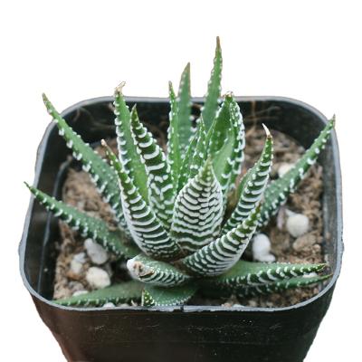 China Best Wholesale Succulent Plant Twelve Volumes Indoor Live Plants For Home Decor Indoor Plants 5-6cm for sale