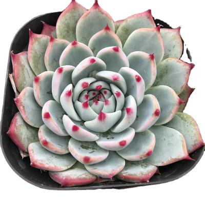 China Ji Wawa Factory Wholesale Best Indoor Succulent Live Plants For Home Decor Indoor Plants 8-9cm for sale