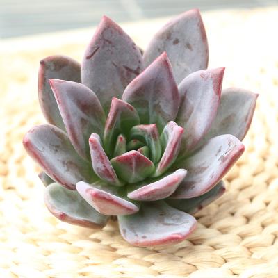 China The best wholesale echeveria 8-9cm succulent succulent plant live plants from Ji Wawa for sale