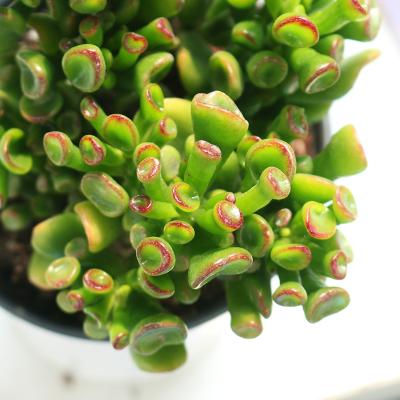 China The best wholesale sucking echeveria 8-10-cm money tree indoor succulents live plants for sale