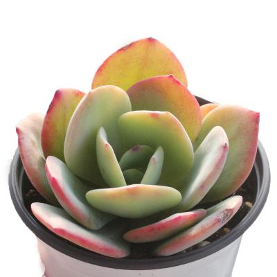 China Korean rare greenovia succulent plant hot selling succulent seeds plant live natural 9-10cm for sale