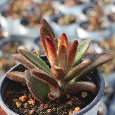 China Gardening Indoor Plant Woody Echeveria Maria Cristata Live Plant Korean Succulents Floral Bonsai Plant 6-7cm for sale