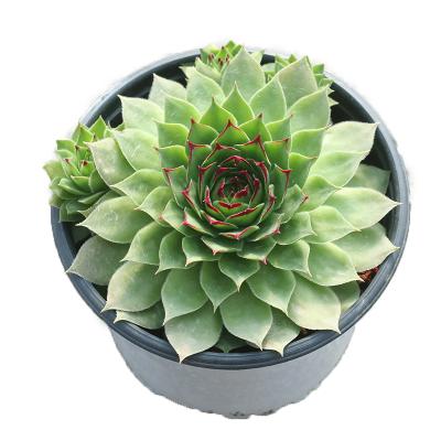 China Korean rare greenovia succulent plant hot selling succulent seeds plant live natural 9-10cm for sale