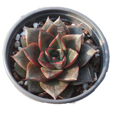 China Hot Selling Succulent Seeds Korean Echeveria Purpusorum Greenovia Rare Plant Succulent Seeds Plant 9-10cm Natural Live for sale