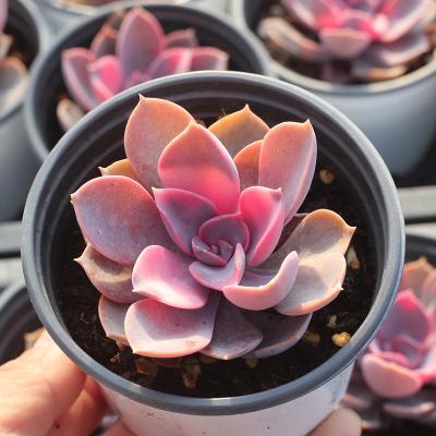 China Hot Selling Succulent Seeds Korean Echeveria Glauca Greenovia Rare Succulent Plant Seeds Plant 8-9cm Natural Live for sale