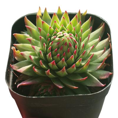 China Sempervivum Succulent Pot For Plants Living Stones Wholesale Succulent Woodland Plants 6cm for sale