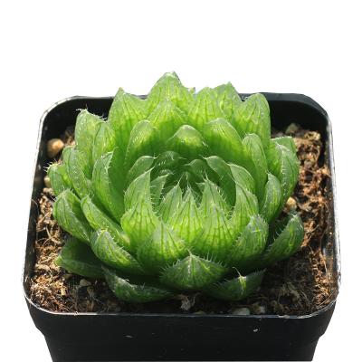 China Mini Potted Crystal Succulents Garden Decoration Plants Succulent Cherry Succulents for Flower Arrangements for sale