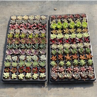 China 72pcs Home to Korea Succulent Tray Plants Tray Natural Succulent Pot Wholesale Mixed Succulent Plant Tray for sale