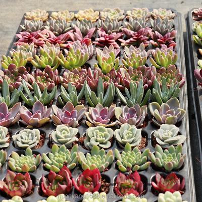 China 72pcs home in trayHot selling echeveria love raindrops garden ornamental succulent plants for office decoration for sale