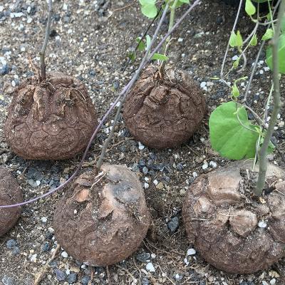 China Indoor succulent plants wholesale dioscorea elephantipes5-6cm cactus home plant for sale