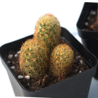 China cactus plant monkey tails living succulent cactus for sale 2-3cm for sale