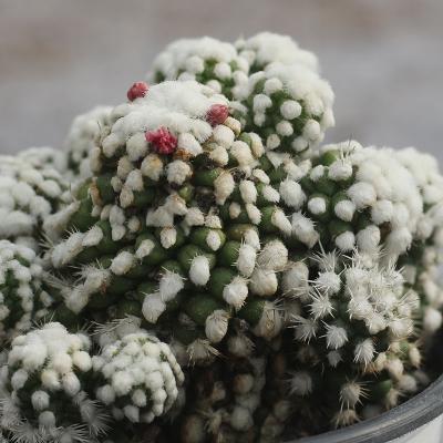 China White Cactus Plant Live Succulent Cactus For Sale Flowering Cactus 6-7cm for sale