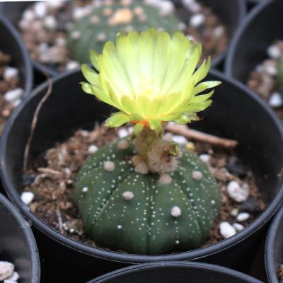 China White Cactus Plant Living Succulent Cactus For Sale Flowering Cactus 5cm for sale