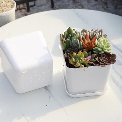 China Succulent Succulent Plants Fit White Plastic Flowerpot Tabletop Flower Pot Succulent Lithops Pot for sale