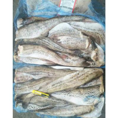 China Cheap and wholesale high quality nutritious fish frozen pollock for sale