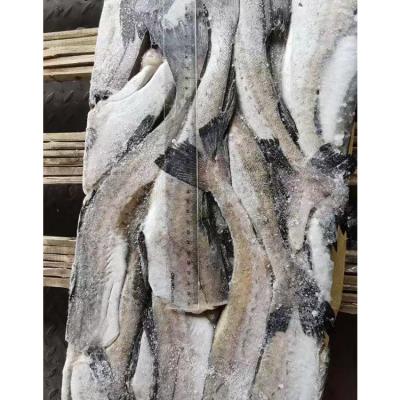 China Hot Sale Nutritious Fish Taste Good Selling Nutritious Graduated Pollock for sale