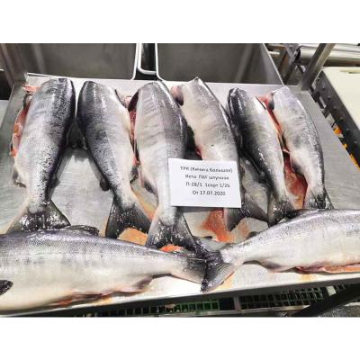 China Good Nutritious Factory Directly Supply High Quality Frozen Salmon Fish for sale