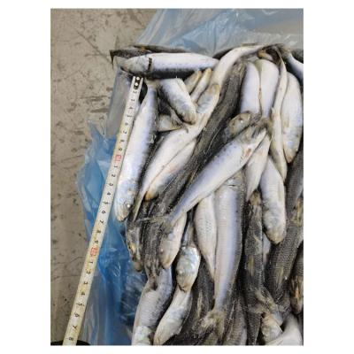 China China Nutritious CM Sea-caught Frozen Sardine Fish Russa Frozen Fish Supplier for sale