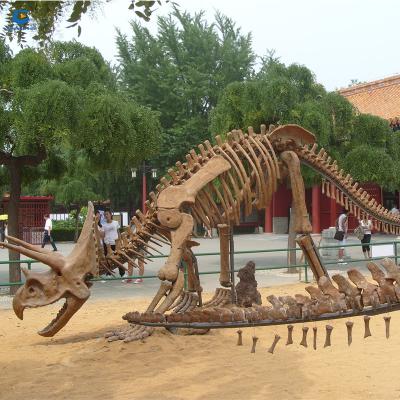 China Dinopark DS04 Dinosaur Fiberglass Skeleton Fossils For Sale for sale