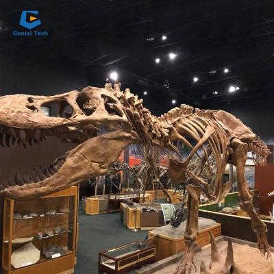 China Dinopark Park Decoration Exhibit Museum Skeleton Fossil Dinosaur Skeleton for sale