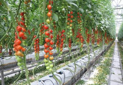 China De sterke Serre van de Structuur Multispanwijdte, Plastic Sectie 4m van de Tomatenserre Te koop