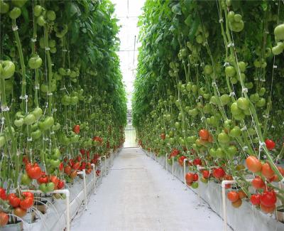 China Anti Sweat Commercial Glass Greenhouse Uniform Illumination Good Draining Ability for sale