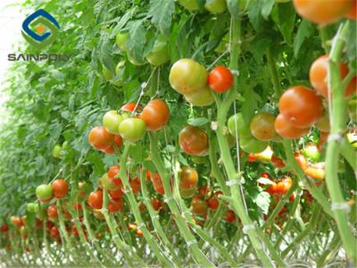 China Grande materiais de esqueleto de aço galvanizados da planta de tomate do tamanho estufa à venda