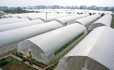 China Tunnel Polyethylene Film Greenhouse / Plastic Shed Simple Galvanized Steel Frame for sale