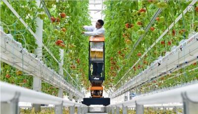 China Fácil monte la carga colgante 0.15KN/M2 de la altura los 3.0-6.0m del canal del invernadero de la planta de tomate en venta