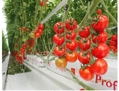 China Landwirtschaftliches Tomatenpflanze-Gewächshaus umfasst hohles PC Brett für gegen äußere Beschädigung zu verkaufen