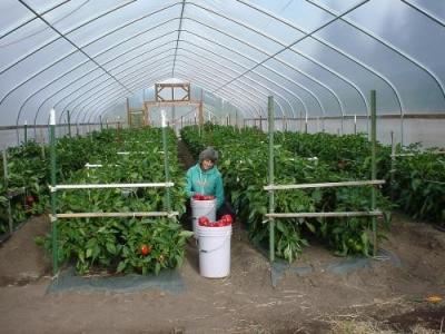 China Easy Install Small Tunnel Greenhouse , Tunnel House Greenhouse Span Width 6 / 8 / 10m for sale