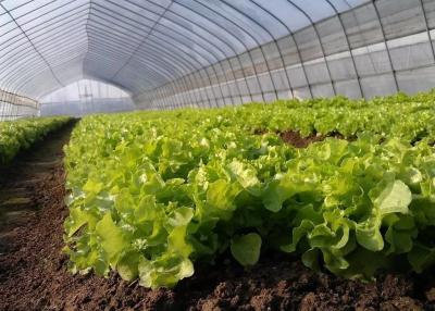 China De mooie Weerstand van de de Serre Goede Druk van de Polyethyleenfilm voor Sla het Planten Te koop