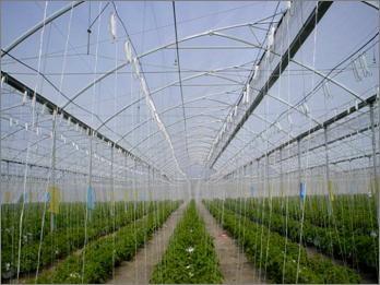 China Eenvoudige de Goothoogte 26m Goedgekeurd Ce van de Structuur Commerciële Hydroponic Serre Te koop