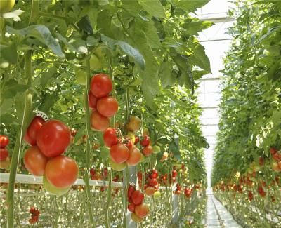 China Ausstellung Venlo-Gewächshaus-Struktur, Polycarbonats-Blatt-Gewächshaus mit hohem Ausschuss zu verkaufen