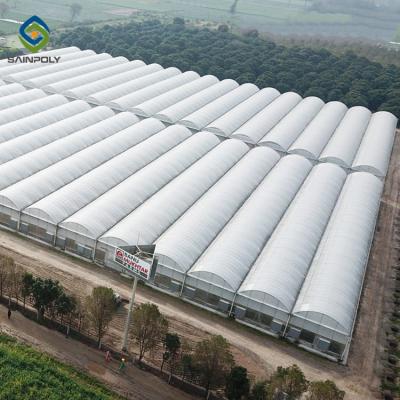 Chine 10m serre chaude en plastique de tomate de serre chaude simple résistante de tunnel du × 12m à vendre