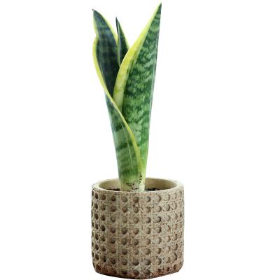 China Minimalist Wholesale Chinese Retro Weave Cement Garden Nordic Flower Pot for sale