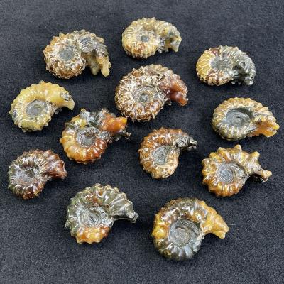 China Europe Wholesale Ammonite Snail Conch Fossil Natural Ammonite Fossil for Decoration for sale