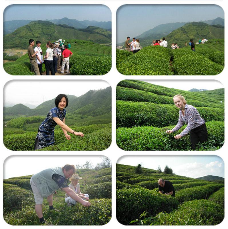 Verified China supplier - Lin'an Dayang Tea Industry Co., Ltd