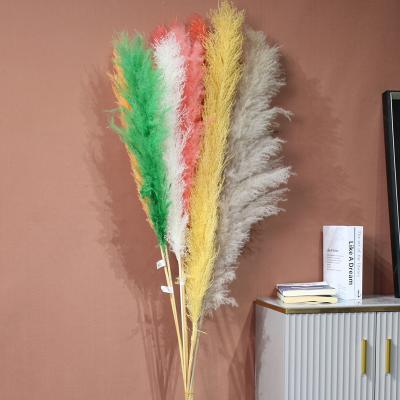 China Natural Touch Wholesales Phragmites Australis Natural Color Dried Pampas Grass Dried Flowers And Plants For Decoration for sale