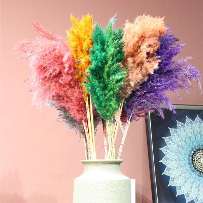 China Natural Touch Pampas Grass Bouquet Dried Flowers And Plants Decoration Real Pampas Grass For Wedding Flowers for sale