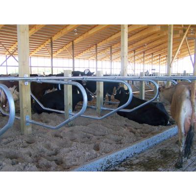 China Factory Price Durable Hot Type High Quality Dairy Cow Free Standing Stall For Sale for sale