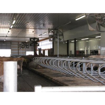 China Durable Hot Dip Galvanized Free Standing Cow Stall For Cows From Factory Direct for sale