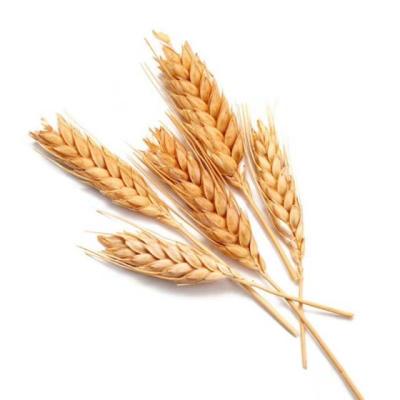 China 2019 New Manufacturer Supplier Canteen Supplies Wheat Agricultural Products Dry Wheat for sale