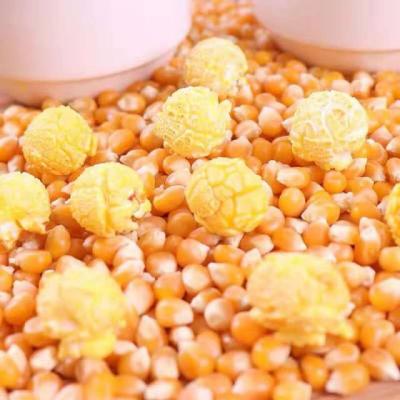 China Latest Hot Seasonal Fresh Farm Dry Selling High Quality Corn Per Ton Fresh Corn for sale